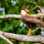 Natureza Biodiversidade Pantanal