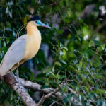 Natureza Biodiversidade Pantanal